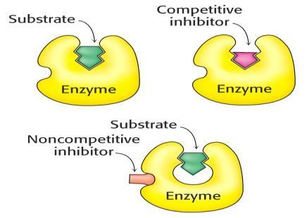 * Competitive and noncompetitive inhibition illustrated on doublereciprocal plot.