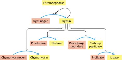 Trypsingen is transformed to tripsin which cleaves zymogens ( red ones) to their active forms (yellow) The same idea in blood-clotting cascade there are 9 zymogens (inactive enzymes ) which are