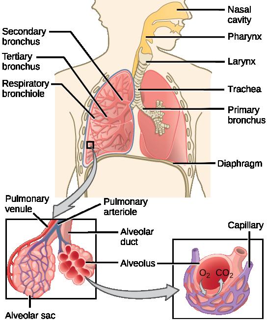 Air enters the respiratory system through the nasal cavity, and then passes through the