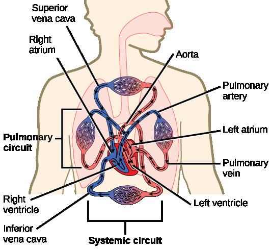 The heart is divided into four chambers, two atria, and two ventricles. Each chamber is separated by one-way valves.