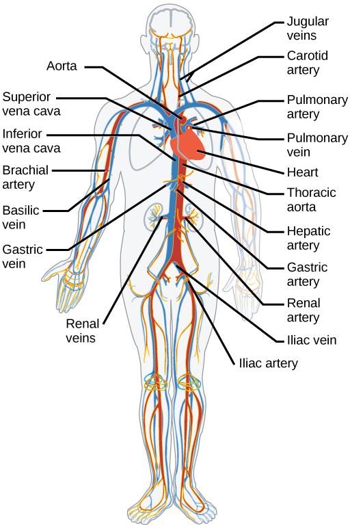The arteries of the body, indicated in red, start at the aortic arch and branch to supply the organs and muscles of the body with oxygenated blood.