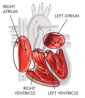 Heart Structure On each side of the septum are an upper and lower chamber.