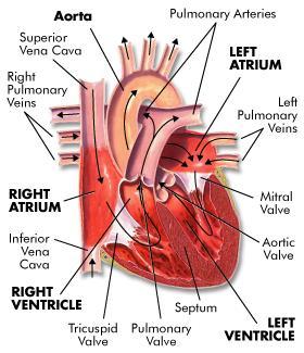 Blood Flow Through the Heart Blood from the body enters the heart through the right atrium; blood
