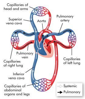 Blood Vessels Oxygen-rich blood leaving the left ventricle passes into the aorta.