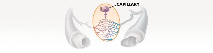 Capillaries The smallest blood vessels are the capillaries. Most capillaries are so narrow that blood cells pass through them in single file.