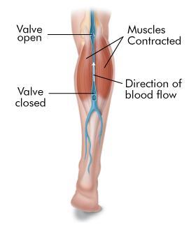 Veins Blood often must flow against gravity through the large veins in your arms and legs. Many veins are located near and between skeletal muscles.