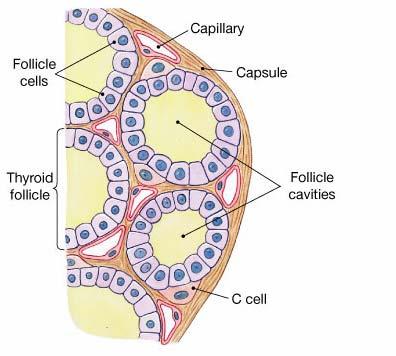 cell Thyroglobulin