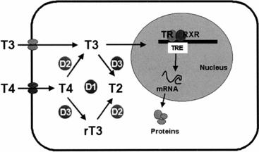 Majority of circulating hormone is T4 98.5% T4 1.5% T3 D = deiodinase The affinity of the receptor for T3 > T4 ~ 10 times Thyroid H.