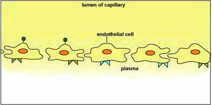 In suspension in the circulating blood, they are spherical, nonmotile cells, but they are capable of
