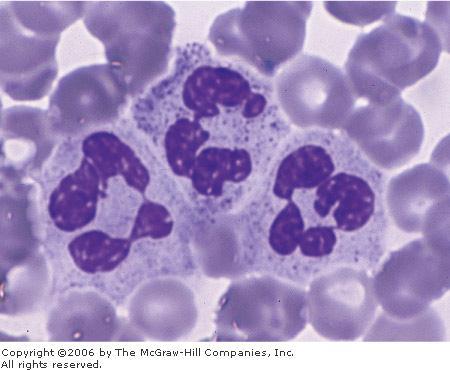 Neutrophils (Polymorphonuclear Leukocytes) Neutrophils constitute 60 70% of circulating leukocytes. They are 12 15 µm in diameter.