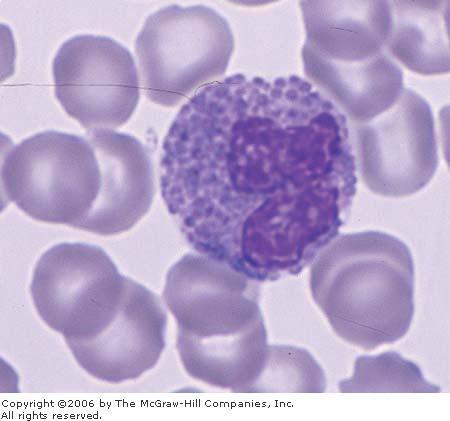 Eosinophils Eosinophils are far less numerous than neutrophils, constituting only 2 4% of