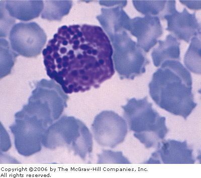 Basophils Basophils make up less than 1% of blood leukocytes.