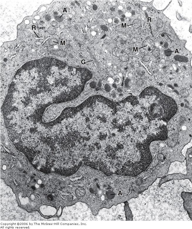 Monocytes In the electron microscope, one or two nucleoli are seen in the nucleus Small quantity of rough endoplasmic reticulum, polyribosomes Many small mitochondria.