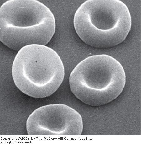 Erythrocytes Biconcave disks without nuclei.