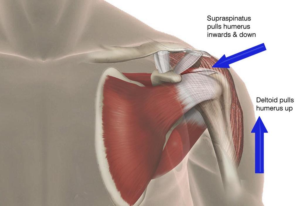 It s part of the rotator cuff. It fires first and it pulls the humerus head inwards and down. So it holds it like that.