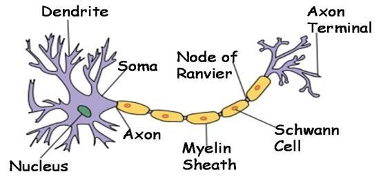 Motor Output response that activates muscles or glands (effector organs) Organization of Nervous System 2 subdivisions: Central Nervous (CNS) consist of the brain and spinal cord.