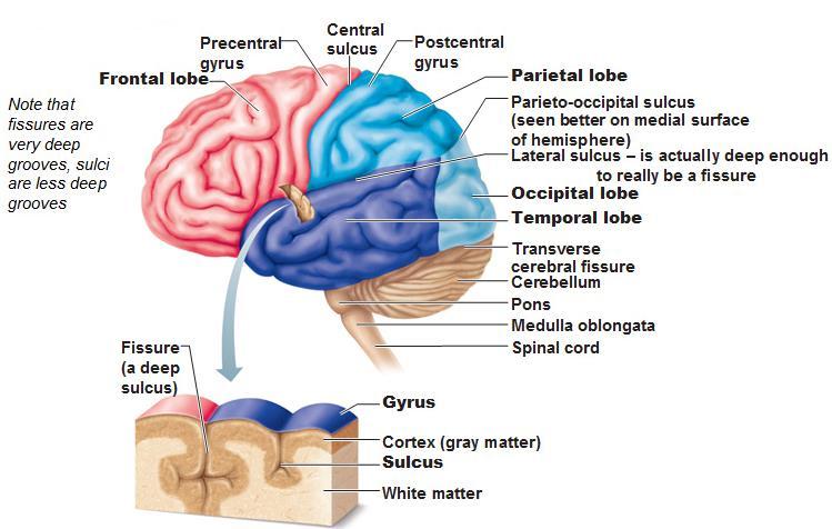 The cerebrum has 2 hemispheres and 4 lobes. Cerebral cortex - outermost area consists of GRAY MATTER (unmyelinated fibers) integration occurs here!
