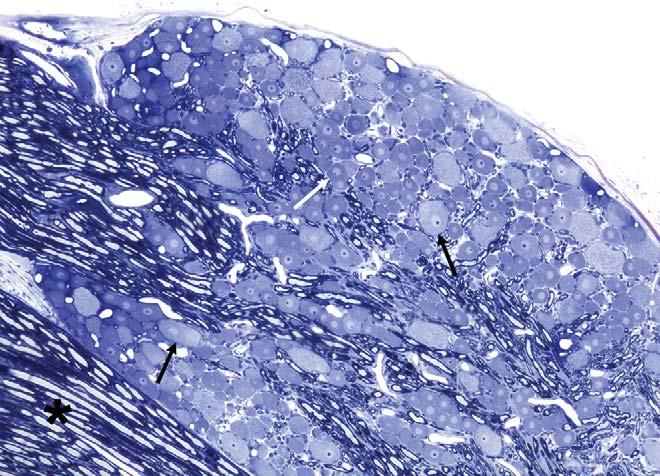 Toluidine blue and safranin stain. FIGURE 4. Longitudinal section of a rat dorsal root ganglion with associated nerve roots.