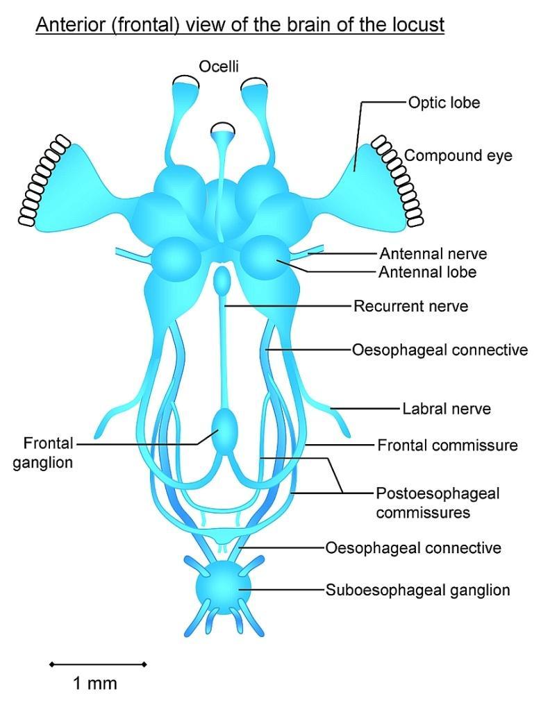 Protocerebrum It is the greater part of the brain. It is bilobed and continues laterally with the optic lobes.