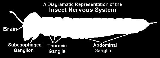 - The ganglia are united by