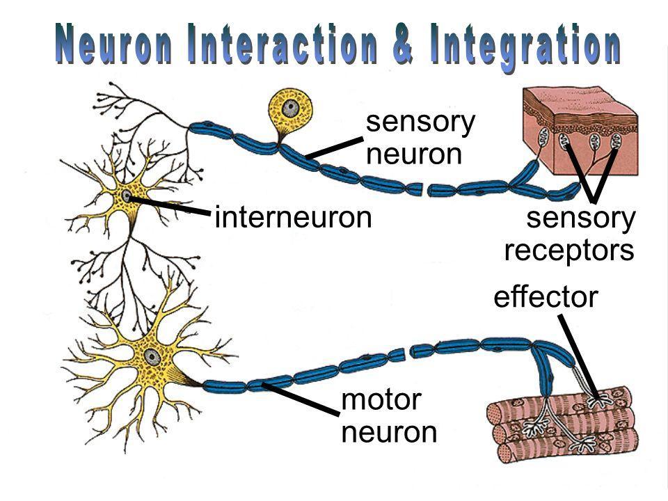 - Functionally: 1- Sensory (afferent ) - Sensory neuron convey impulses inwards from the sense organs.