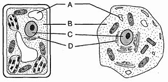 11. In the diagram below, which letter indicates the cell part in which the changes involved in mitosis first become evident? 14. The diagrams below represent a human organ system.