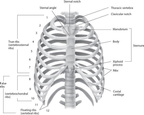 Bones 12 pairs of ribs 7 pairs of true ribs attach directly to sternum 5 pairs of