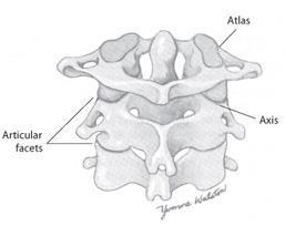 Joints Atlantooccipital joint first joint formed by occipital condyles of skull sitting on articular fossa of the 1 st vertebra allows flexion &