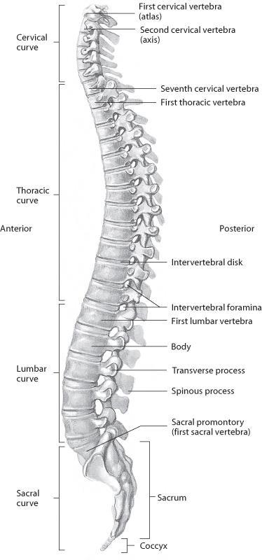 Bones 24 articulating & 9 fused vertebrae 7 cervical (neck) vertebrae 12 thoracic (chest) vertebrae 5 lumbar (lower back) vertebrae 5 sacrum (posterior pelvic girdle)