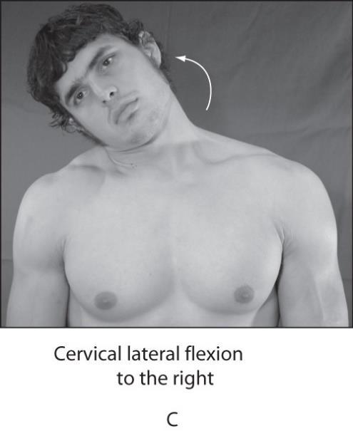 Movements Lateral flexion (left or right) sometimes