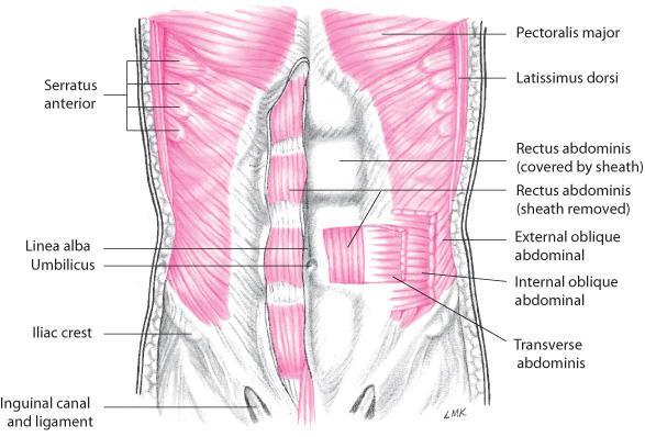 Rectus abdominis External oblique abdominal Internal oblique
