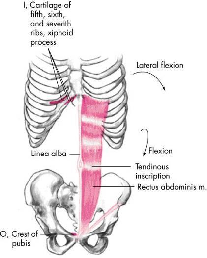 Rectus Abdominis Muscle Both sides: lumbar flexion Posterior pelvic rotation