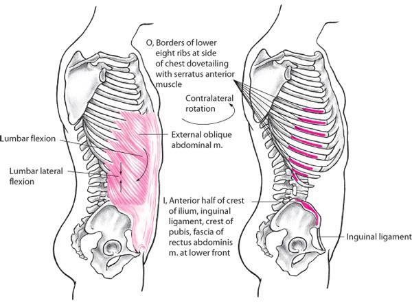 External Oblique Abdominal Muscle Both sides: lumbar flexion Posterior pelvic rotation Right side: lumbar lateral flexion to right,