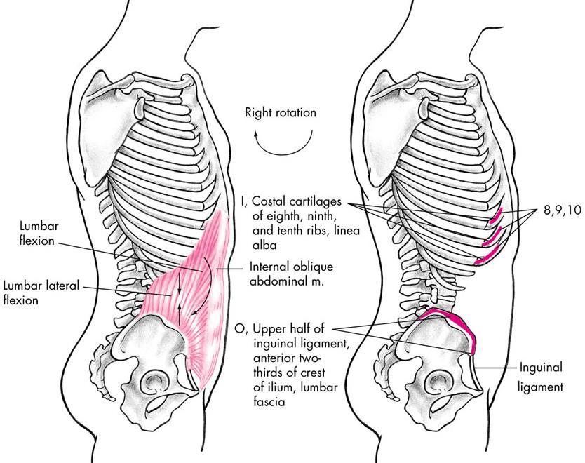Internal Oblique Abdominal Muscle Both sides: lumbar flexion Posterior pelvic rotation Right side: lumbar lateral flexion to right,