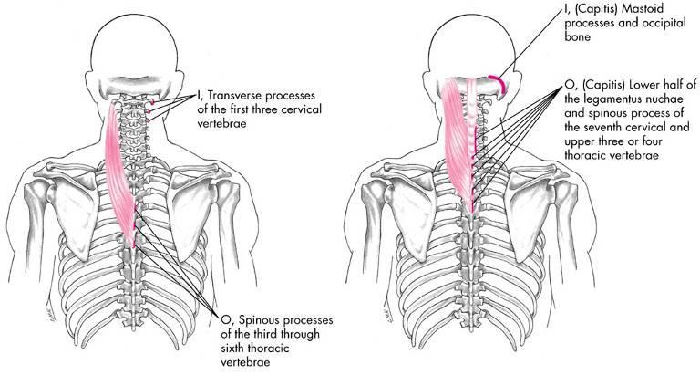 Splenius Muscles (cervicis, capitis) Both sides: extension of head (splenius capitis) & neck (splenius