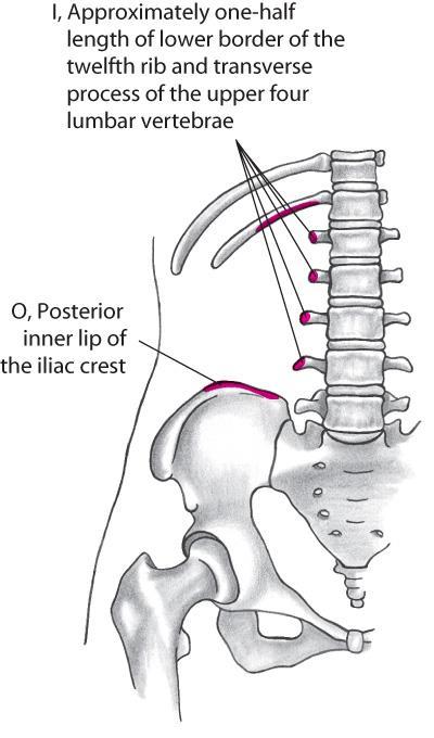 Quadratus Lumborum Muscle Lateral flexion to ipsilateral side Extension of lumbar spine