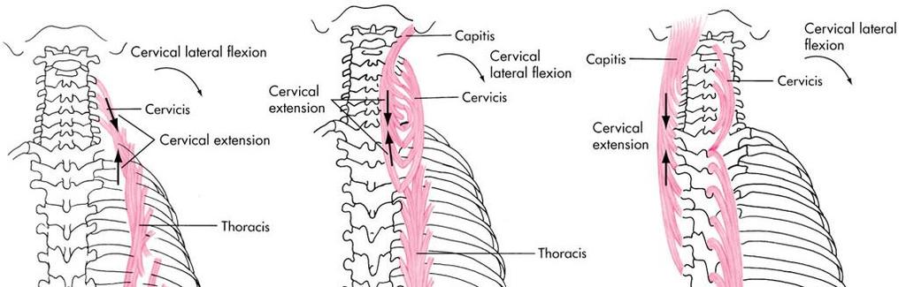 Cervical Lateral Flexion