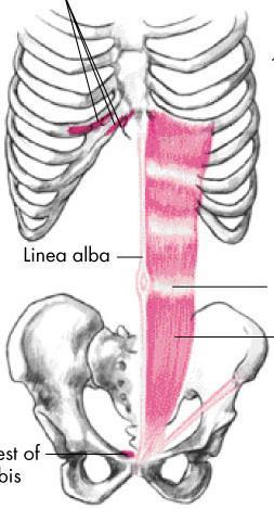 Lumbar Rotation Rectus abdominis External