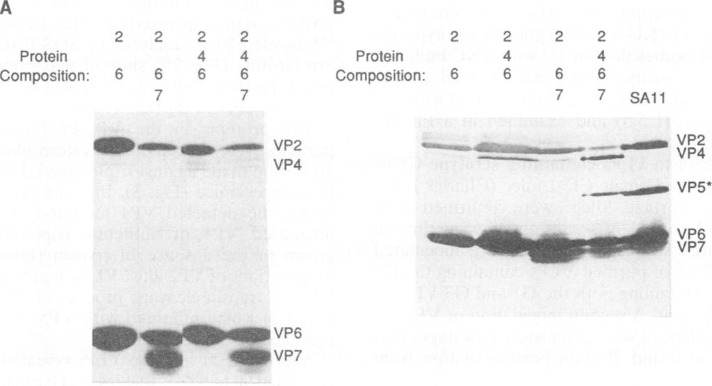 software package indicated the stoichiometry of proteins in VP2/4/6/7 VLPs was similar to that in particles analyzed simultaneously and probed with a polyclonal anti-sai 1 serum.