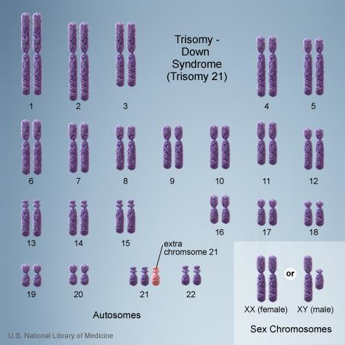 D. Translocation - a part of a chromosome changes places with another part of the same chromosome or with a non-homologous chromosome