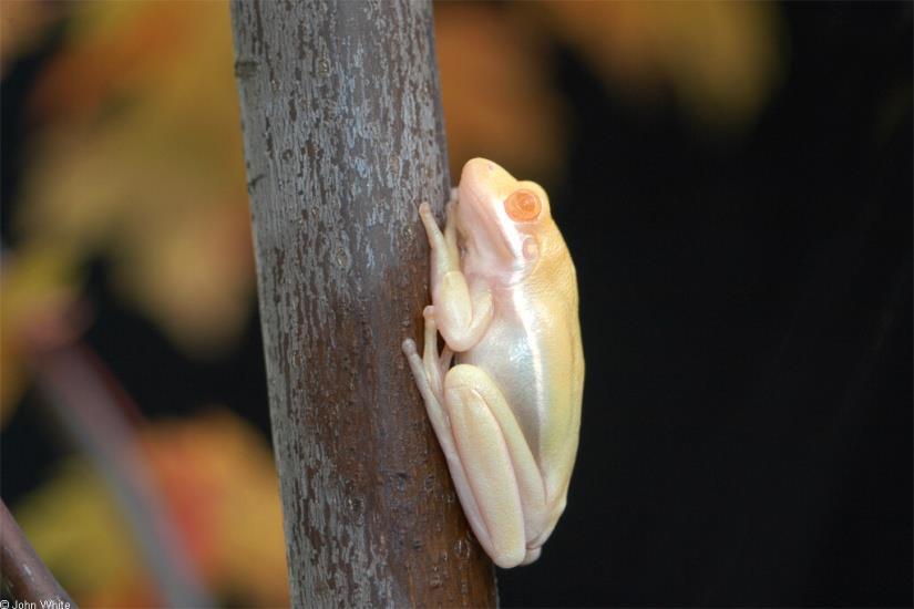 Examples of Harmful Mutations This is an albino tree frog.