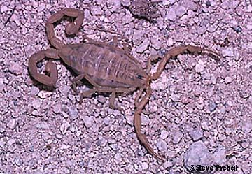 Helpful Mutations Improve the organisms chance for survival and reproduction Scorpion with an extra stinger This extra