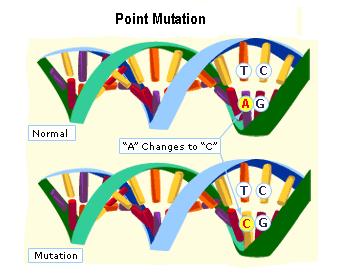 Types of Mutations Point Mutations Transfer Mutations In these mutations, extra chromosomes (or parts of chromosomes)