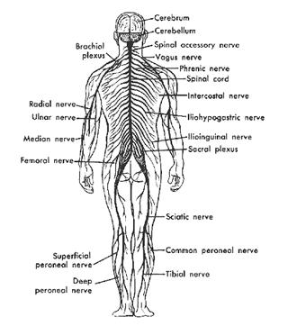 The peripheral nervous system consists of all the other nerve cells of the body The central nervous system (CNS)consists of