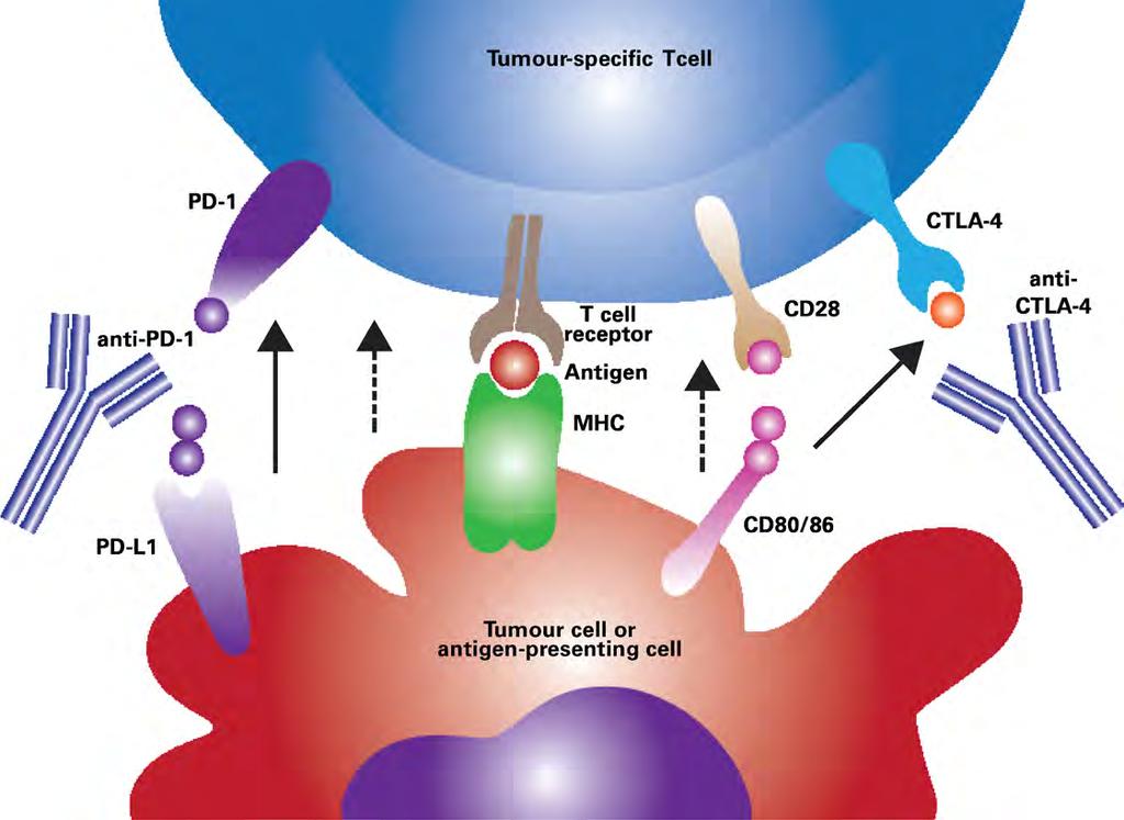 Therapeutic cancer vaccines increase tumour antigen presentation, assisting the immune system to recognise the tumour and activate the adaptive immune system.