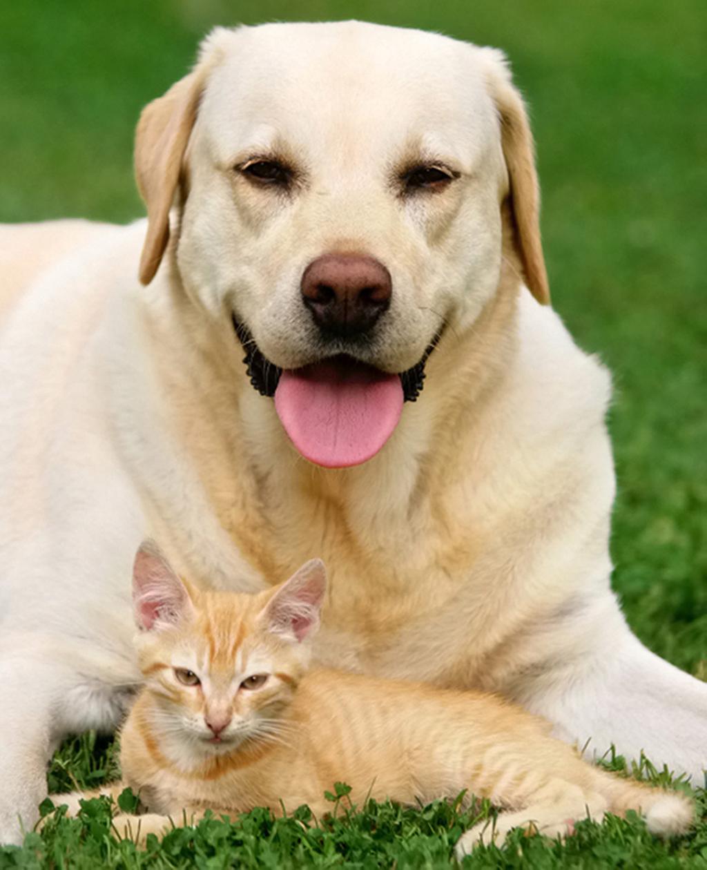 Become a Pet Sitter