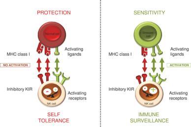 Moreover, the study of HLA class I, as ligands of NK receptors, will explain the interaction with the innate immune response pathway which is responsible for the early response to infection. TASK 3.