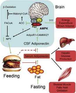 adiponectin and low leptin Moderate alcohol intake is associated with higher adiponectin concentrations Intermittent fasting