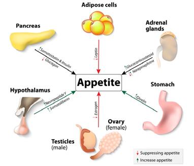 release Stimulated by fat and protein CRF (corticotropin releasing factor) Reduces appetite Dopamine Reinforces