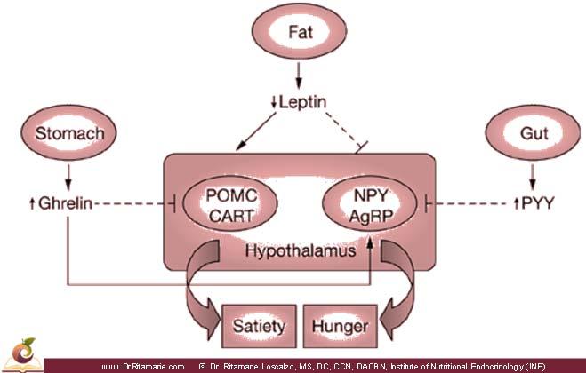 Regulation Leptin Secreted by the fat cells the white adipose tissue Signals the hypothalamus and pancreas we